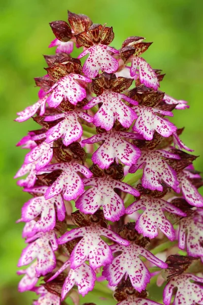 Orquídea Señora Orchis Purpurea — Foto de Stock