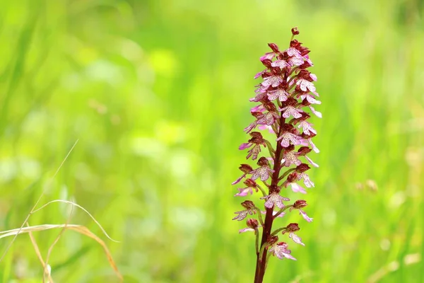 Orquídea Señora Orchis Purpurea — Foto de Stock