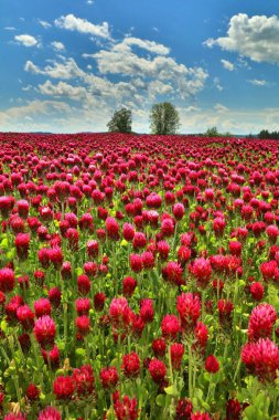 Pembe yonca tarlasıyla manzara