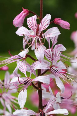 Yanan çalı Dictamnus albusu çiçek açmış