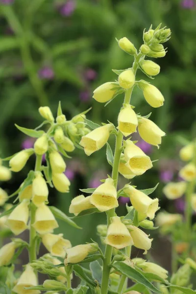 Żółta Foxglove Digitalis Grandiflora Rozkwicie — Zdjęcie stockowe