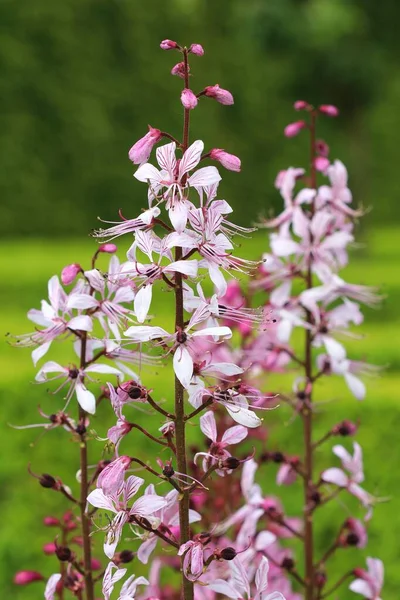 Arderea Bush Dictamnus Albus Floare — Fotografie, imagine de stoc