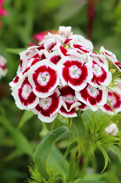 Beautiful Flower Dianthus Barbatus Blossom — Stock Photo, Image