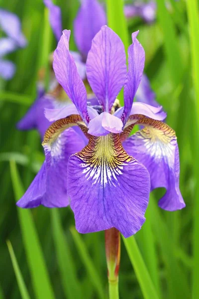 Piękny Fioletowy Iris Spuria Kwiecie — Zdjęcie stockowe