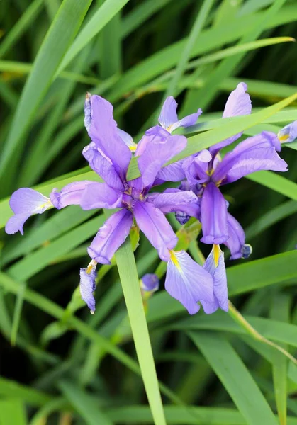 Ciekawa Graminea Iris Rozkwicie — Zdjęcie stockowe