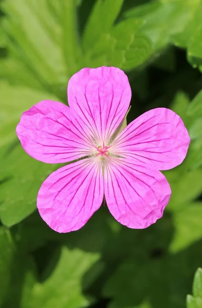 Rosa Blomma Geranium Palustre Blom — Stockfoto
