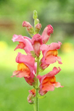 Yaygın Aslanağzı Antirrhinum Majus çiçek açıyor