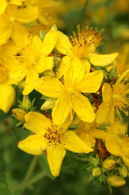 Şifalı çiçek Hypericum çiçekleri çiçek açmış.