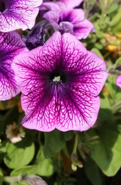 Interesting petunia plant Petunia atkinsiana clipart