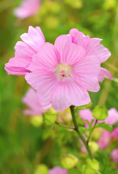 Большая Цветущая Мальва Альцевая — стоковое фото