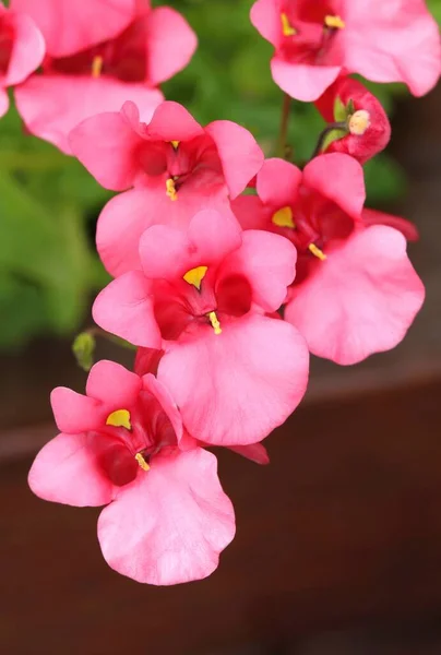 Jardin Rose Fleur Diascia Rigescens — Photo