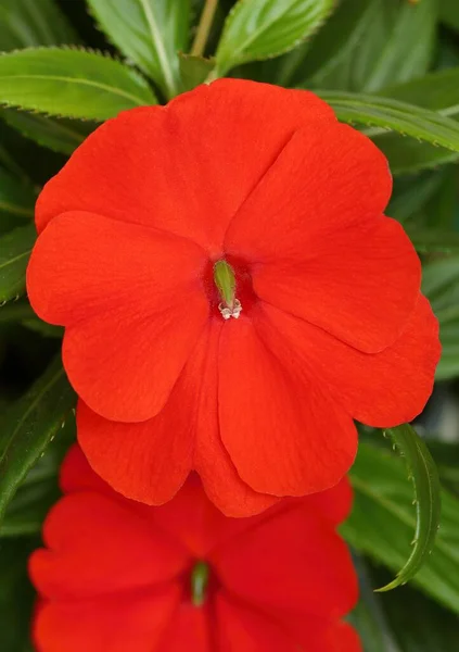 Червона Квітка Саду Impatiens Walleriana — стокове фото