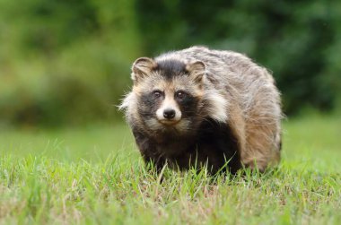 Çayır üzerindeki güzel rakun köpeği