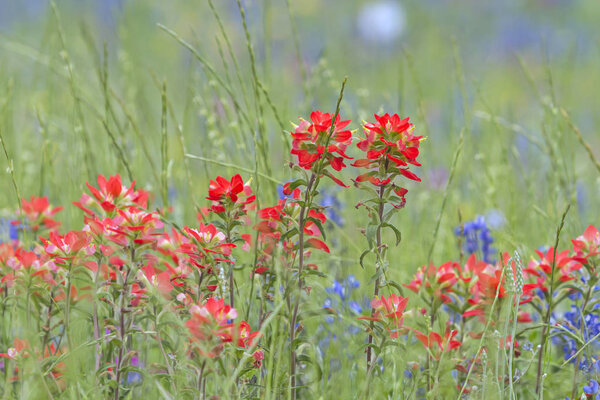 Цветы индийской пайнткисти на зеленом фоне и некоторые голубоглазые сетки.