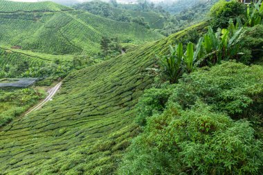 Cameron Highlands, Malezya 'da Muz Bitkileri ve Rolling Green Hills ile Geniş Çay Çiftliği Terasları Panoramik Manzarası