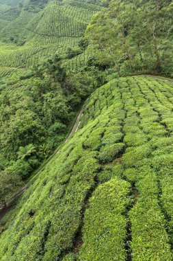 Lush Green Hills Cameron Highlands, Malezya 'dan Sarmal Yeşil Toprak Yolu ile Eğri Çay Çiftliği Terasları' nın dramatik hava manzarası