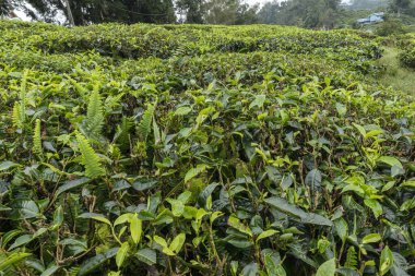 Cameron Highlands Çiftliği 'nde yetişen Taze Çay Çalıları ve Eğreltiotlarının Yakından Görünümü, Malezya' da yemyeşil yapraklı