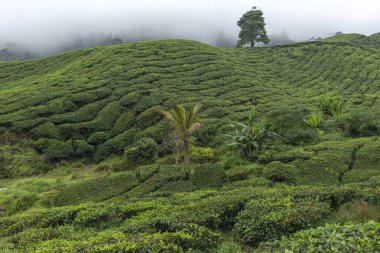 Cameron Highlands, Malezya 'daki ana çay tarlaları BOH Plantasyonları tarafından işletiliyor.