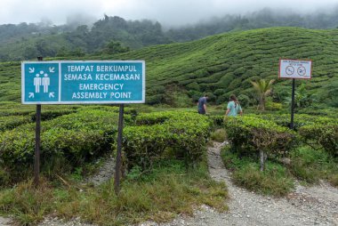 Cameron Highlands, Malezya 'daki Lush Green Tea Plantasyonunda Acil Toplanma Noktası İşareti Tropikal Dağ Manzarasında Güvenlik ve Tarım