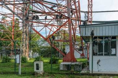 Malawati Tepesi, Malezya 'daki Telekomünikasyon Kulesi' ne Tırmanan Vahşi Maymunlar Şehir Vahşi Hayatı Karşılaşması