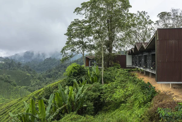 Pahang, Malezya - 4 Ocak 2025: Sungei Palas BOH Çay Merkezi Modern Ziyaretçi Binası Cameron Highlands, Malezya 'daki Misty Tea Plantation Terasları