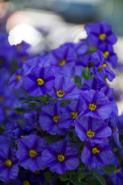 Purple Flowers Summer Germany — Stock Photo, Image