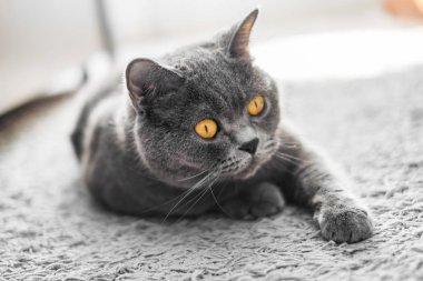 Sarı gözlü şirin gri kedi evdeki halıda yatıyor.