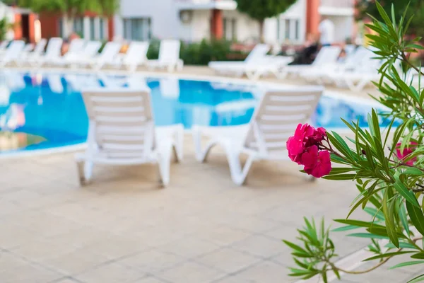 Two deck chairs near the swimming pool. Blurred background. Pink flowers and green leaves on first plan.