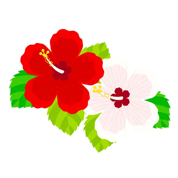 Matériel Illustration Fleurs Hibiscus — Image vectorielle