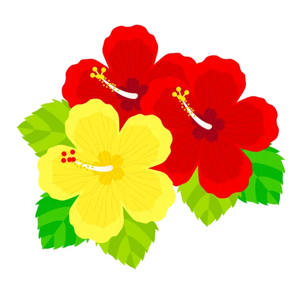 Matériel Illustration Fleurs Hibiscus — Image vectorielle