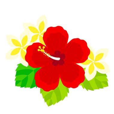Hibiscus çiçek illüstrasyon malzeme
