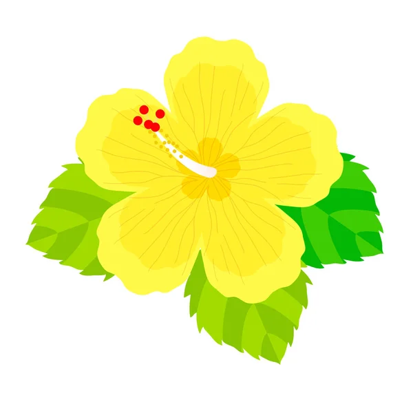 Hibiscus Flower Illustration Material — Stock Vector