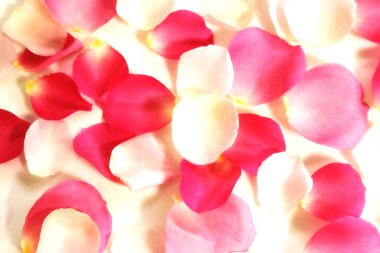 Gül yaprakları, beyaz ve pembe