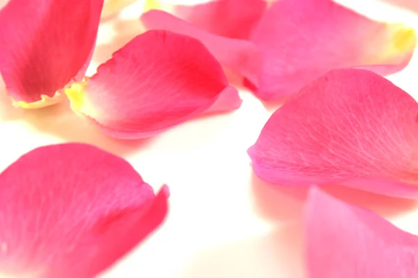 Rosenblätter Rosa Weißer Hintergrund — Stockfoto