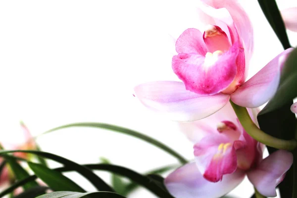 Açık Pembe Cymbidium Çiçek Yakın — Stok fotoğraf