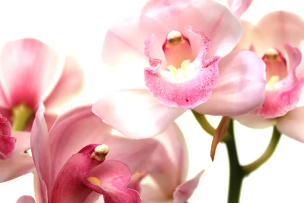 Fiore Cymbidium Rosa Chiaro Primo Piano — Foto Stock