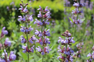 Yaz ot çiçek, ot bahçesi