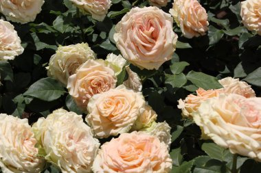 Gül çiçeği tam çiçek