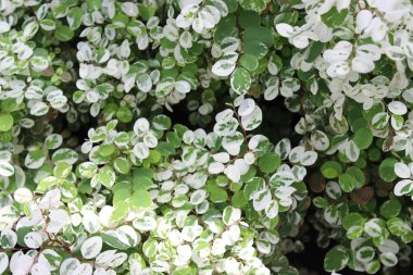 yeşil ve beyaz yaprakları, tam ekran