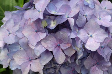 Ortanca, yaz çiçeği, yakın çekim