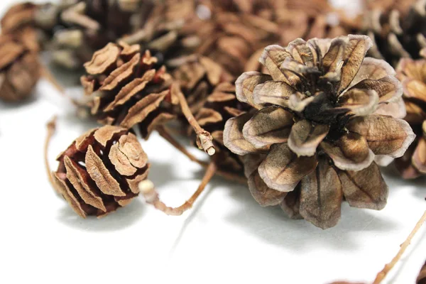 Nueces Árbol Otoño Recogidos Fondo Blanco Imágenes de stock libres de derechos