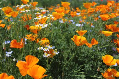 İlkbahardan erken yaza kadar çiçek tarlası