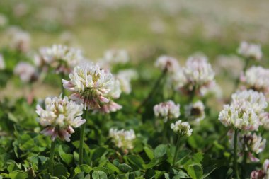 Beyaz yonca çiçek tarlası, bahar