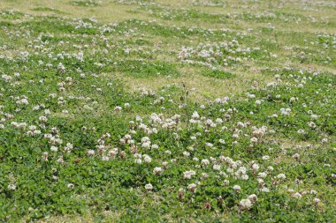 Beyaz yonca çiçek tarlası, bahar