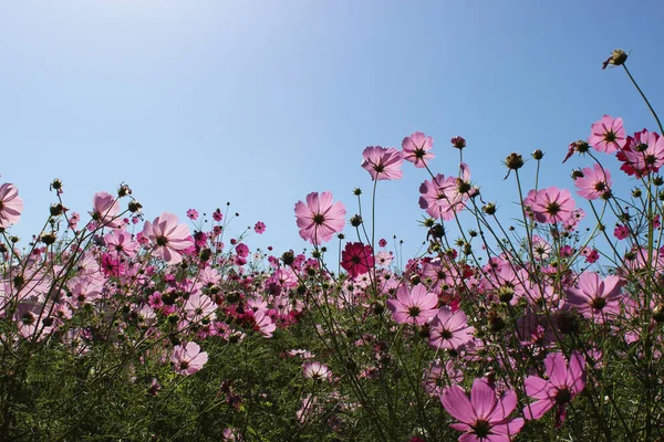 Sonniger Tag Kosmos Blumenfeld Herbstlandschaft — Stockfoto