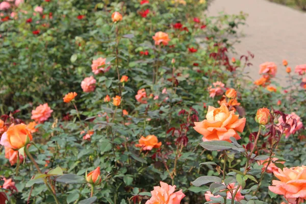 Rose garden, autumn roses