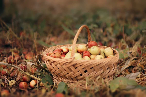 Apples Freshly Picked Orchard Gathered Basket — Stock Photo, Image