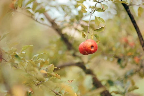 Frutta Fresca Appesa Melo Autunno Stagione — Foto Stock