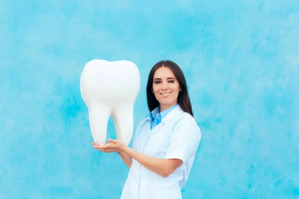 Dokter Gigi Wanita Bermantel Putih Dengan Model Gigi Molar Besar — Stok Foto