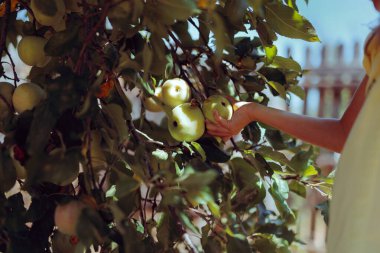 Bir Çocuğun Eli Sonbaharda Ağaçtan Meyve Toplar